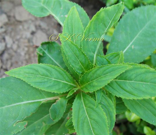  Leaves